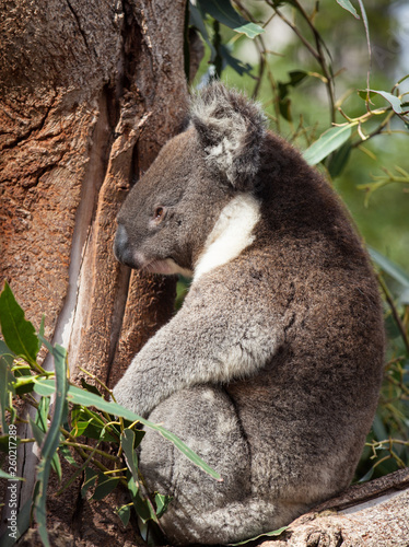 Portrait cute Australian Koala Bear sitting and sleeping in an eucalyptus tree . Kangaroo island.