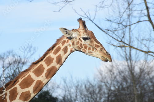 Photography giraffe