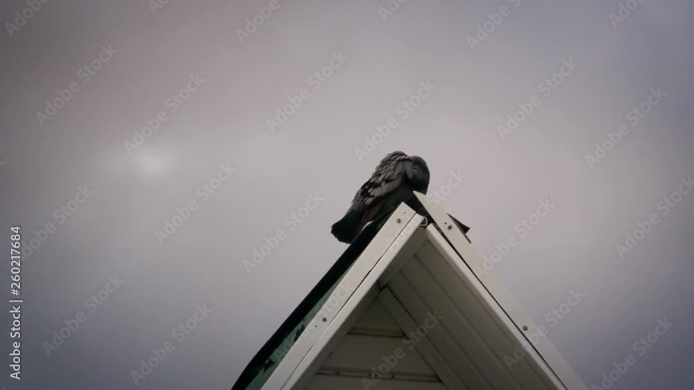 Pigeon on the roof of the building cleans feathers Pigeon on the roof of the building cleans feathers