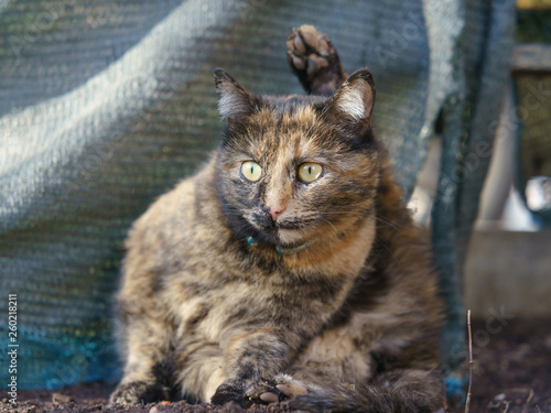 Tricolor cat  in the rays of the spring sun on a city street. She licking herself.