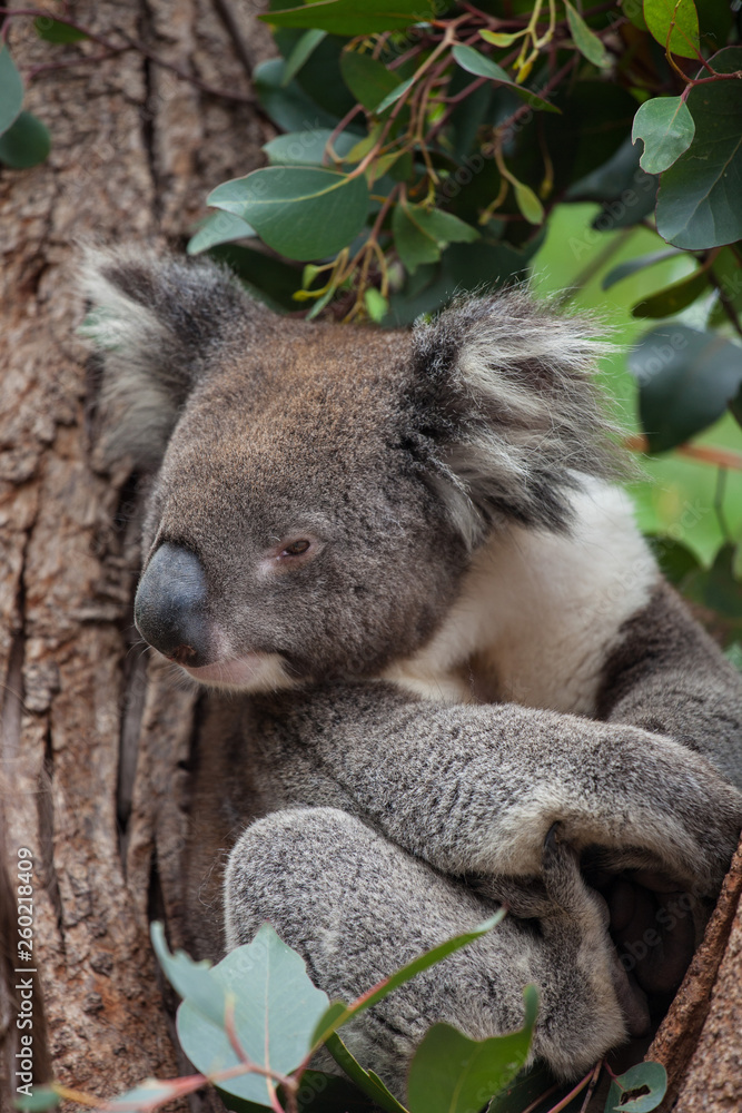 Naklejka premium Portrait cute Australian Koala Bear sitting in an eucalyptus tree and looking with curiosity. Kangaroo island.