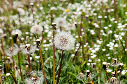 white dandelion flowers