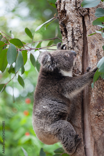 Portrait cute little Australian Koala Bear climbing in an eucalyptus tree and looking with curiosity. Kangaroo island.