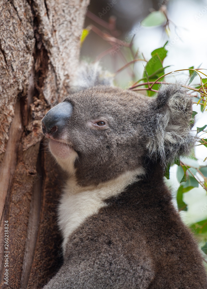 Obraz premium Portrait cute Australian Koala Bear with big hairy ears sitting in an eucalyptus tree and looking with curiosity. Kangaroo island.