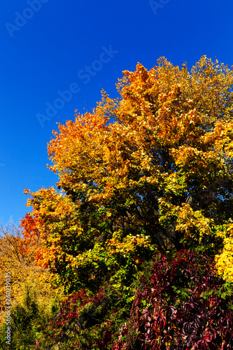 trees in the autumn season