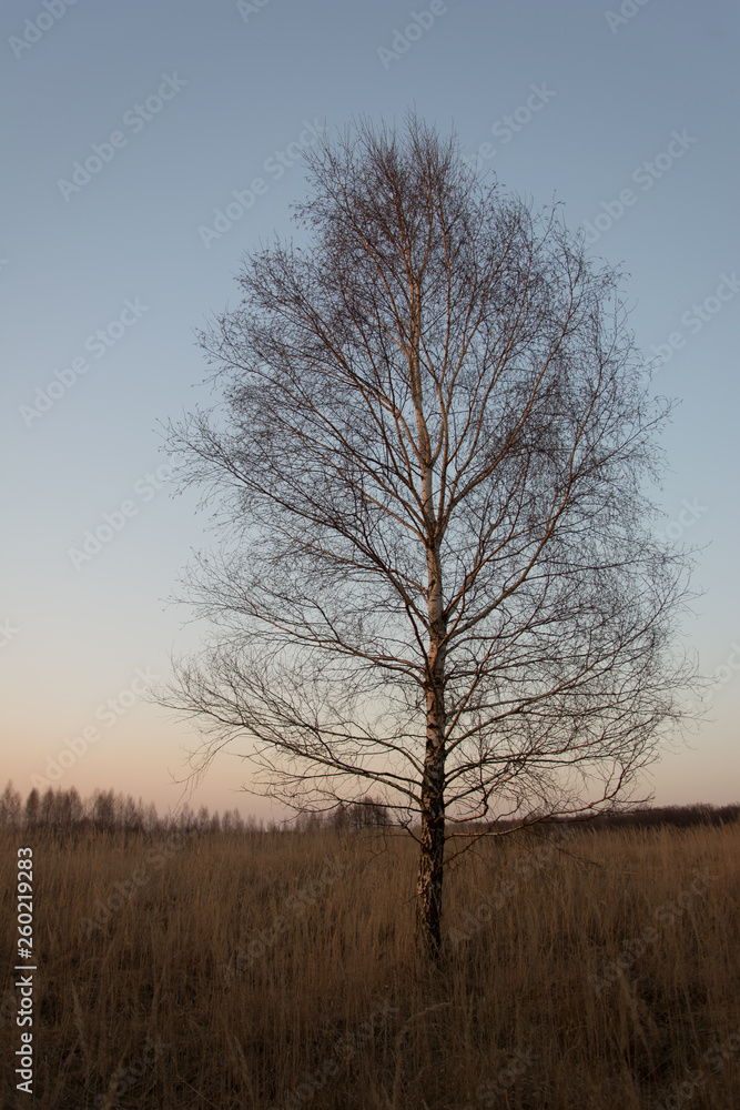 Single birch tree growing in tall grasses Single birch tree growing in tall grasses