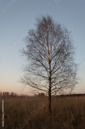 Single birch tree growing in tall grasses