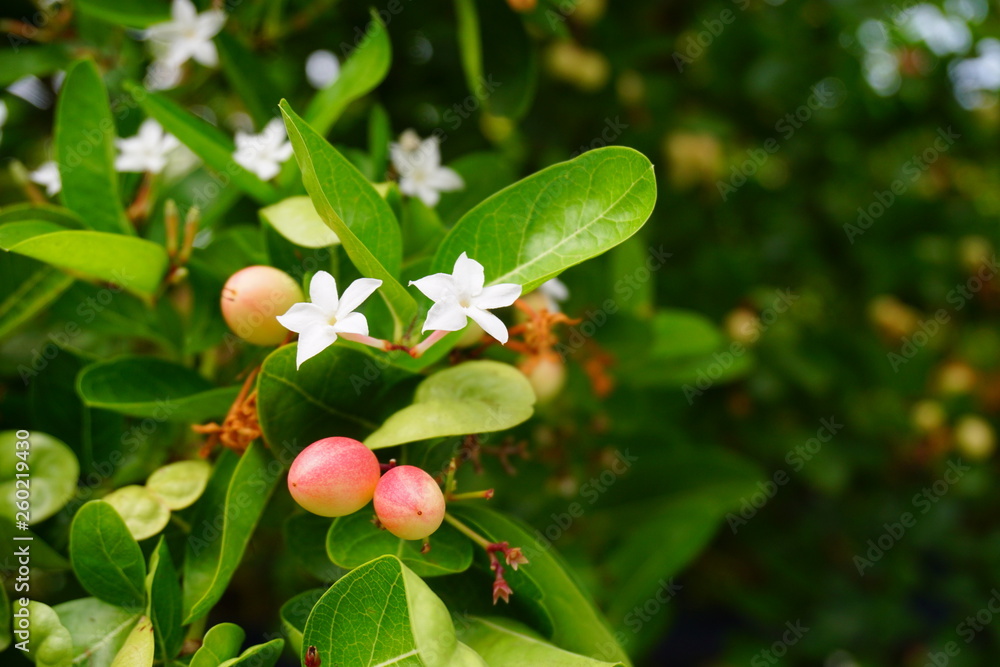 karonda fruit or carunda fruit on tree and green leaf karonda fruit or carunda fruit on tree and green leaf