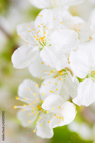 Fototapeta Naklejka Na Ścianę i Meble -  Macro photo of cherry blossoms