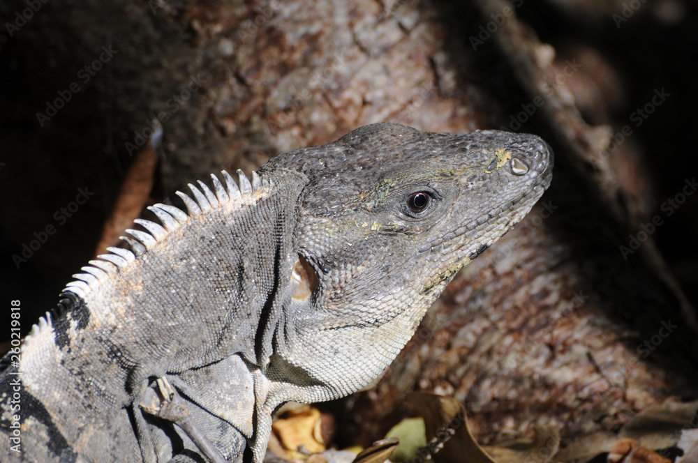Fototapeta premium Iguana in Mexico on the beach, Yucatan