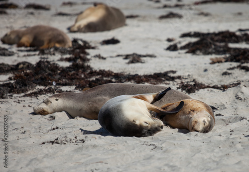 Cute pair Australian sea lion, Neophoca cinerea, sleeping and hugging on the beach at Seal Bay, Kangaroo Island, South Australia,
