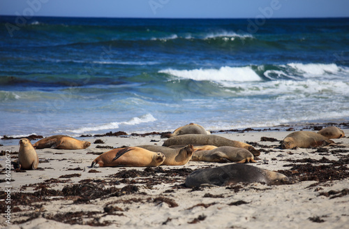 Australian sea lion, Neophoca cinerea, on the beach at Seal Bay, Kangaroo Island, South Australia, Australia.
