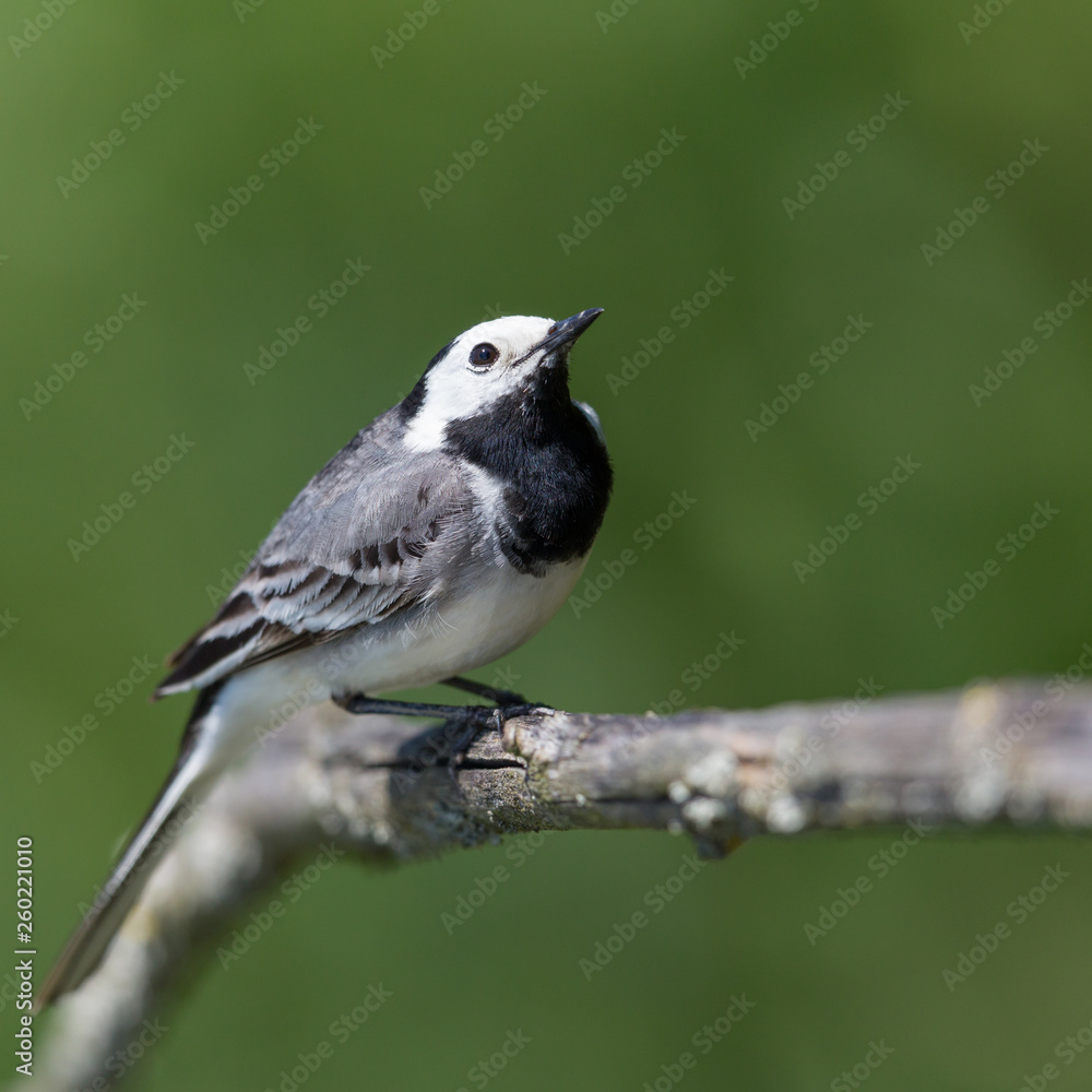 portrait white wagtail bird (motacilla alba) sitting on branch in sunshine portrait white wagtail bird (motacilla alba) sitting on branch in sunshine