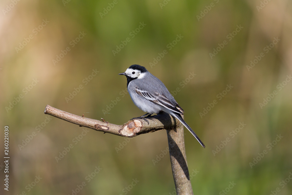 Naklejka premium white wagtail bird (motacilla alba) sitting on branch in sunshine