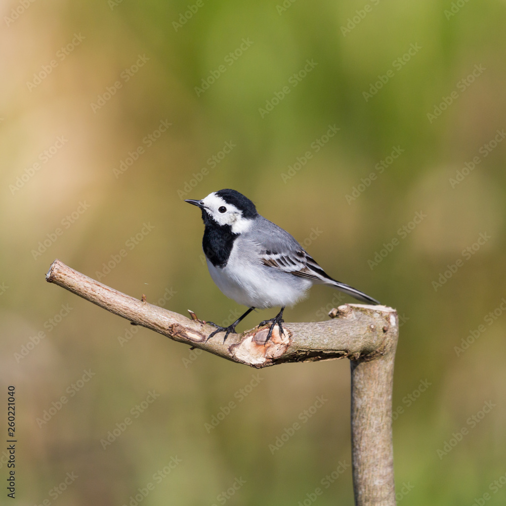 Obraz premium isolated white wagtail bird (motacilla alba) sitting on branch, sunlight
