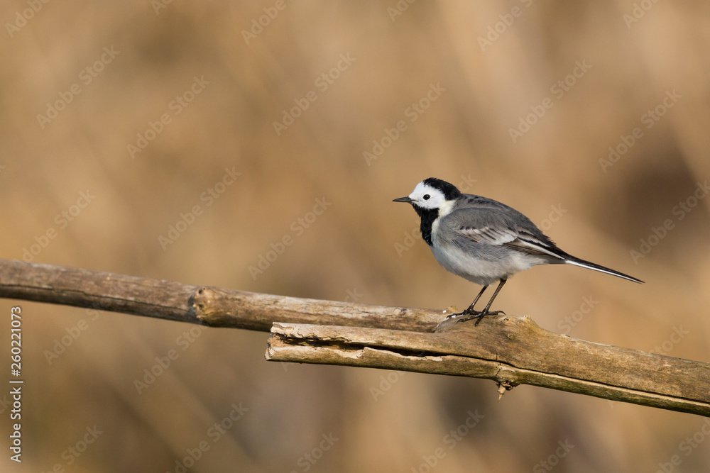 one isolated white wagtail (motacilla alba) standing on tree branch one isolated white wagtail (motacilla alba) standing on tree branch