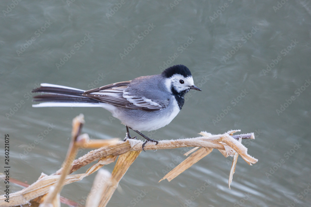 Obraz premium white wagtail (motacilla alba) standing on reed branch in winter