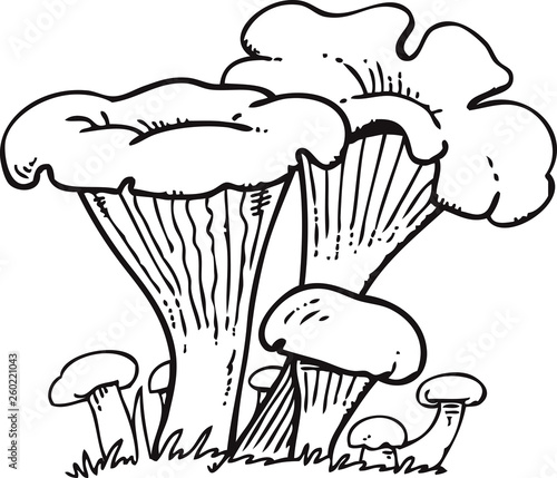 Hand drawn sketch style chanterelle mushroom setisolated on white background. Healthy natural forest food collection. Vector illustration.