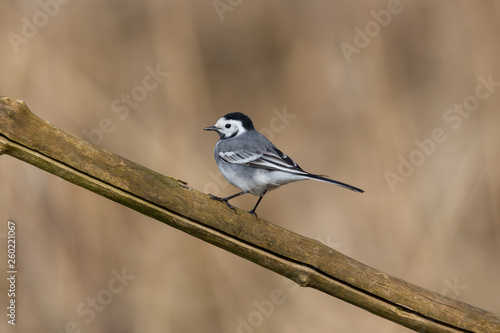 isolated white wagtail (motacilla alba) standing on branch in sunshine