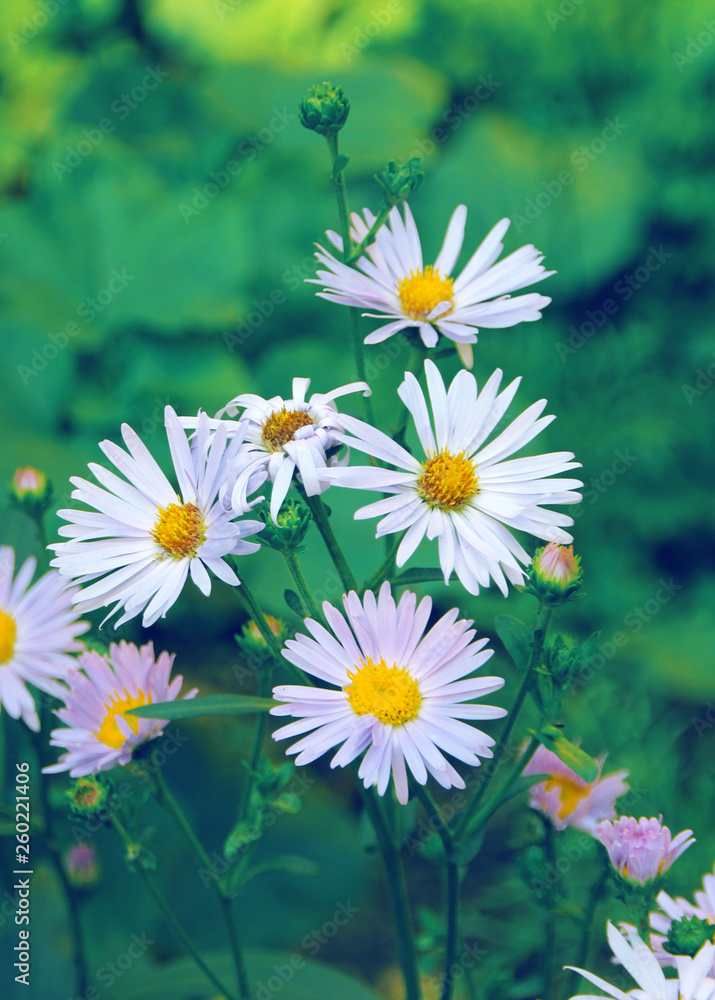 Fototapeta premium A bouquet of bright beautiful daisies