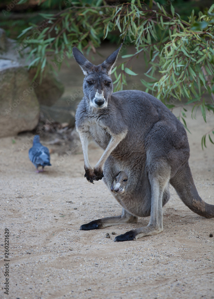 Close up portrait famale Kangaroo with cute joey hiding inside the pouch. Australia. Close up portrait famale Kangaroo with cute joey hiding inside the pouch. Australia.
