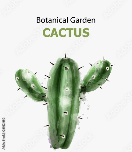 Cactus watercolor isolated. Botanic garden Vector illustrations