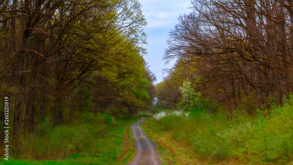 road through the forest. road through the forest.