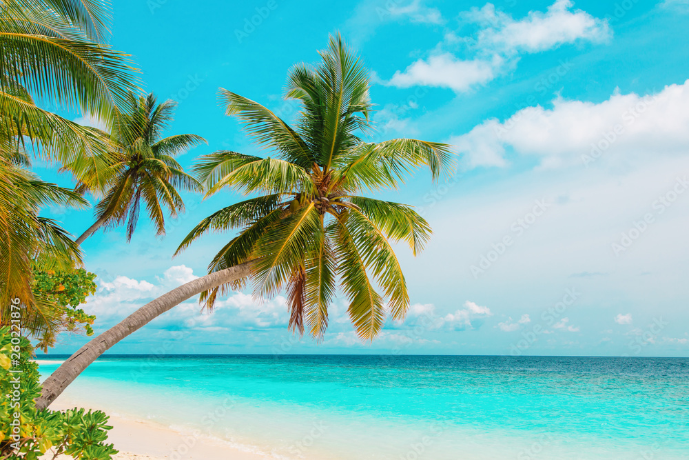 tropical sand beach with palm trees, vacation at sea