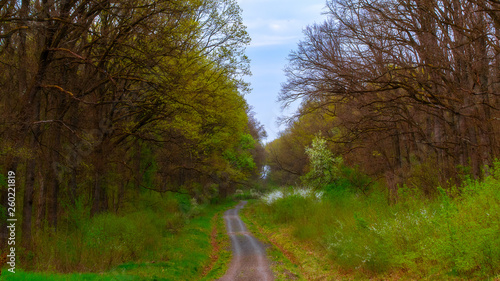 road through the forest.