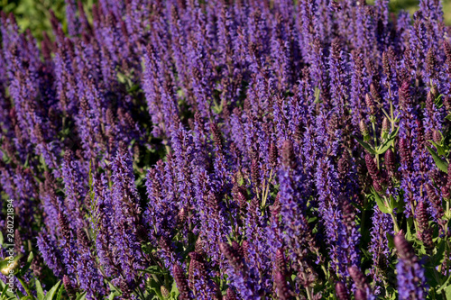 Salvia flower background