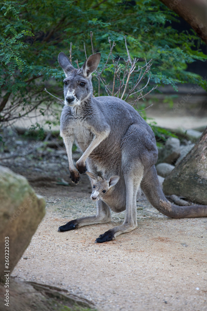 Close up portrait famale Kangaroo with cute joey hiding inside the pouch. Australia. Close up portrait famale Kangaroo with cute joey hiding inside the pouch. Australia.