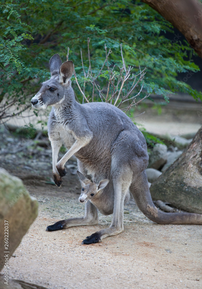 Close up portrait famale Kangaroo with cute joey hiding inside the pouch. Australia. Close up portrait famale Kangaroo with cute joey hiding inside the pouch. Australia.