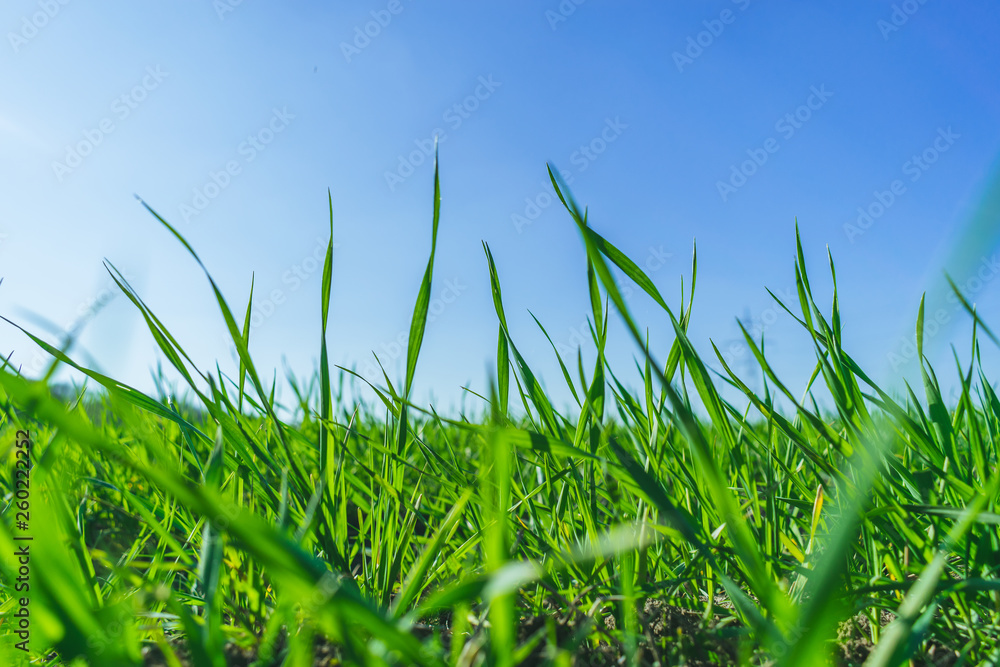 Obraz premium Green grass over a blue sky.