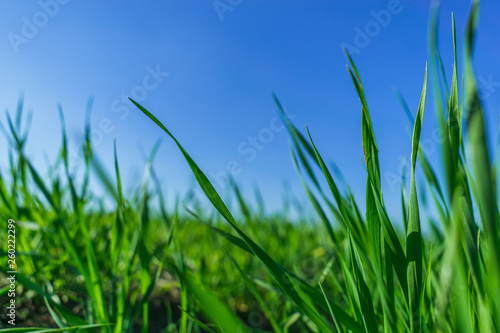 Green grass over a blue sky.