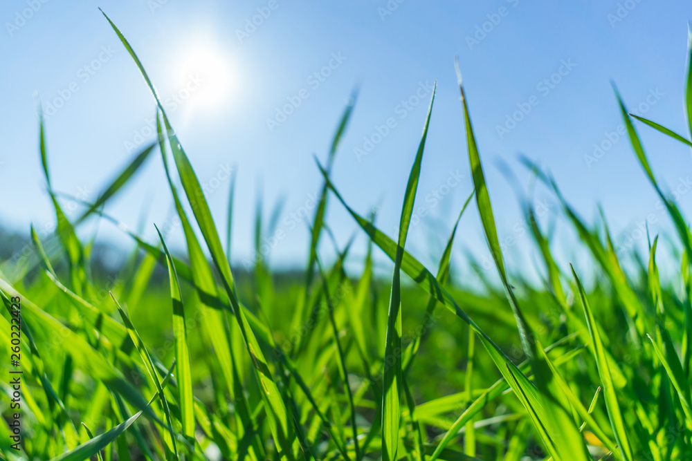 Obraz premium Green grass over a blue sky.