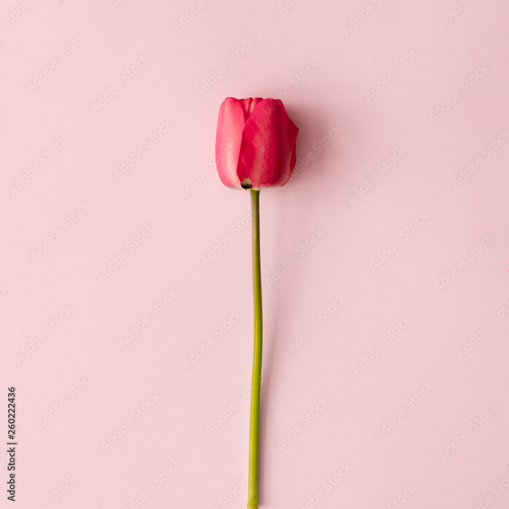 Fototapeta Kreatywny układ wykonany z wiosennych kwiatów tulipanów na pastelowym różowym tle. Minimalna kompozycja natura z miejsca na kopię.