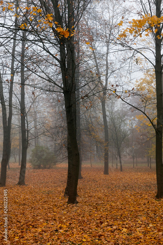 late autumn in the park