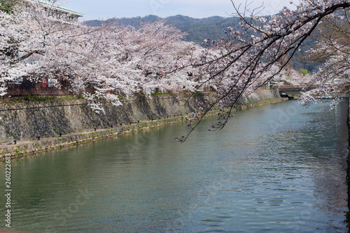 Cherry Blossom Trees along a Branch of the Lake Biwa Canal in Okazaki area in Kyoto photo