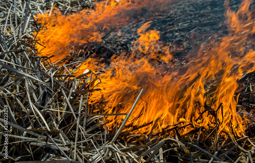 Summer fire in a dry field