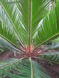 Asian Tropical Plant Cycas Revoluta, Front View
