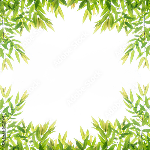 Fototapeta Naklejka Na Ścianę i Meble -  Green leaf border frame for background.