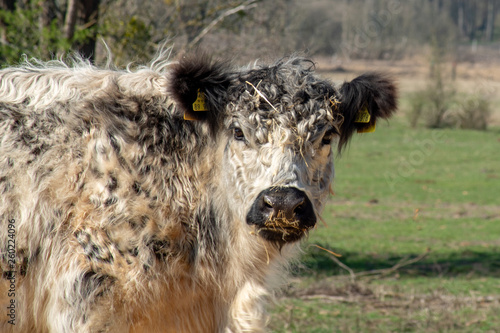 Portrait Kopf eines Galloway Rind auf einer Weide 
