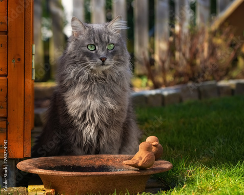 Grey longhaired cat sitting next to a bird bath