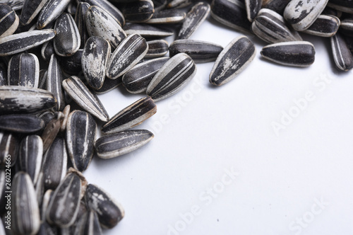 sunflower seed in close-up