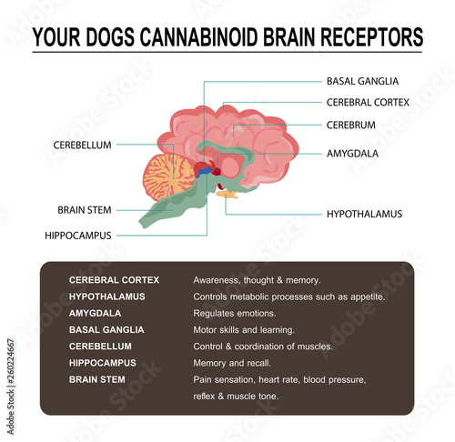 your dogs cannabinoid brain receptors