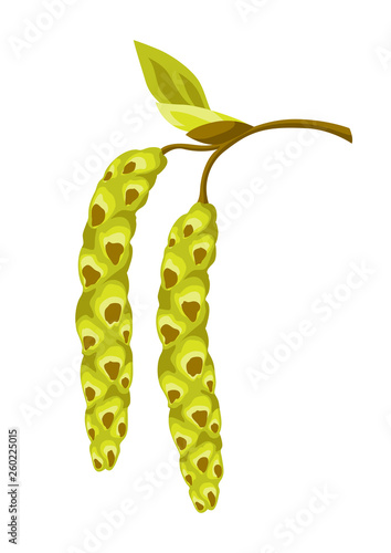 Image of birch earrings.