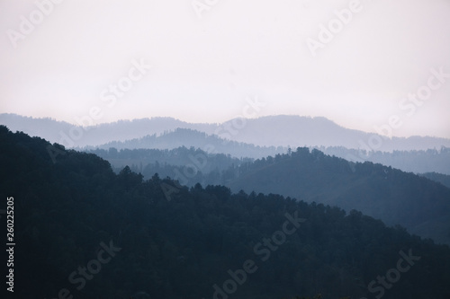 Fog covering the mountain forests. Green atmospheric mountains