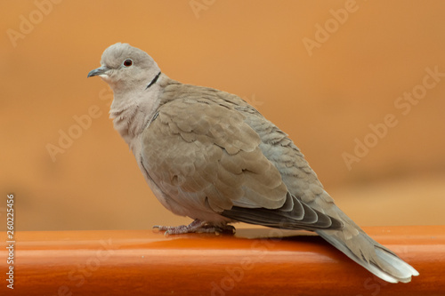 A collared dove (Streptopelia decaocto) sits on a ledge in the United Arab Emirates. photo