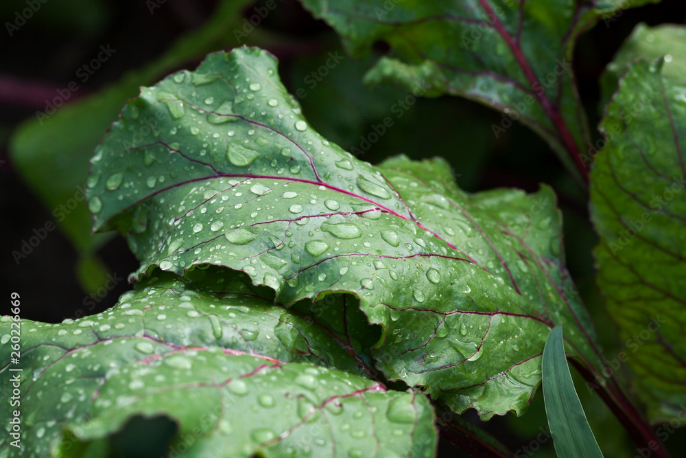tops of red beet tops of red beet