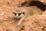 A meerkat hanging out on the rocks in the desert (Suricata suricatta).